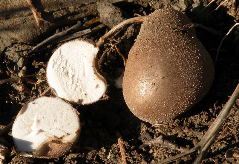 Quale Scleroderma? (cfr. Lycoperdon spp.)